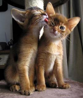 Abyssinian playmates.