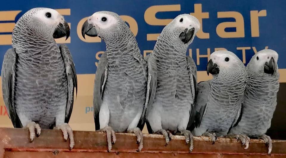 African Grey Parrots 