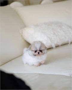 Cute and adorable teacup Pomeranian puppies for sale 