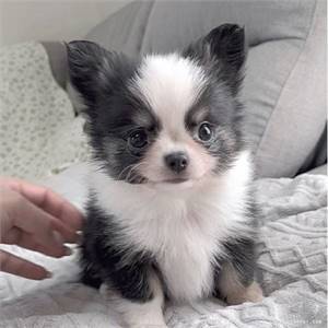 Cute and adorable teacupChihuahua puppies for sale 