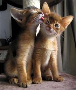 Abyssinian playmates.